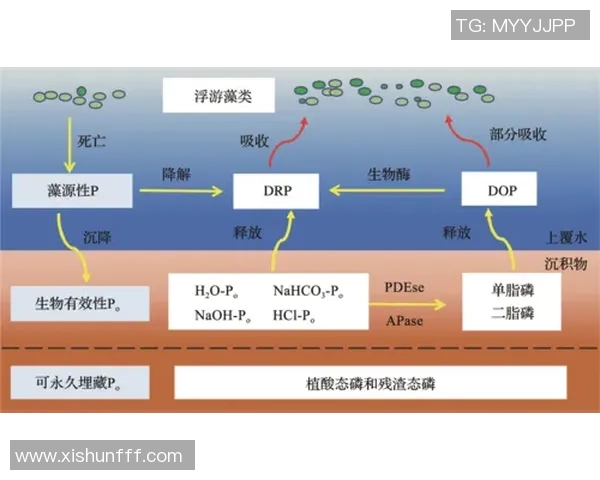 上海足球队包夹战术革新探索与实践的深度分析与展望 上海足球队包夹战术革新探索与实践的深度分析与展望